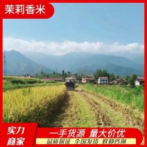 【精选】陕西茉莉香香米，供应电商市场，量大价优