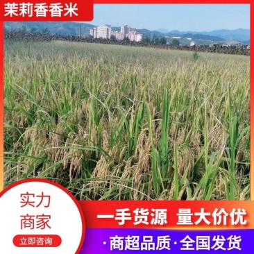 【精选】陕西茉莉香香米，供应电商市场，量大价优