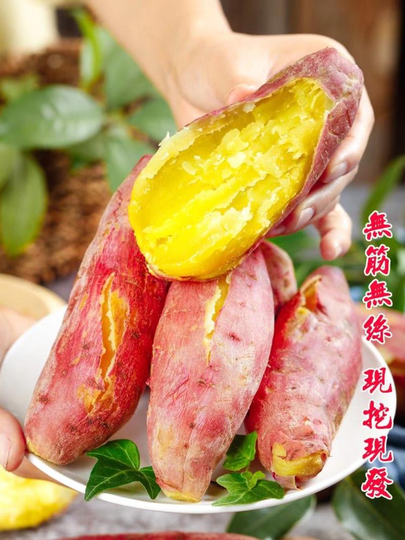 实板栗薯红薯地瓜番薯专业代发供应商超社区团购