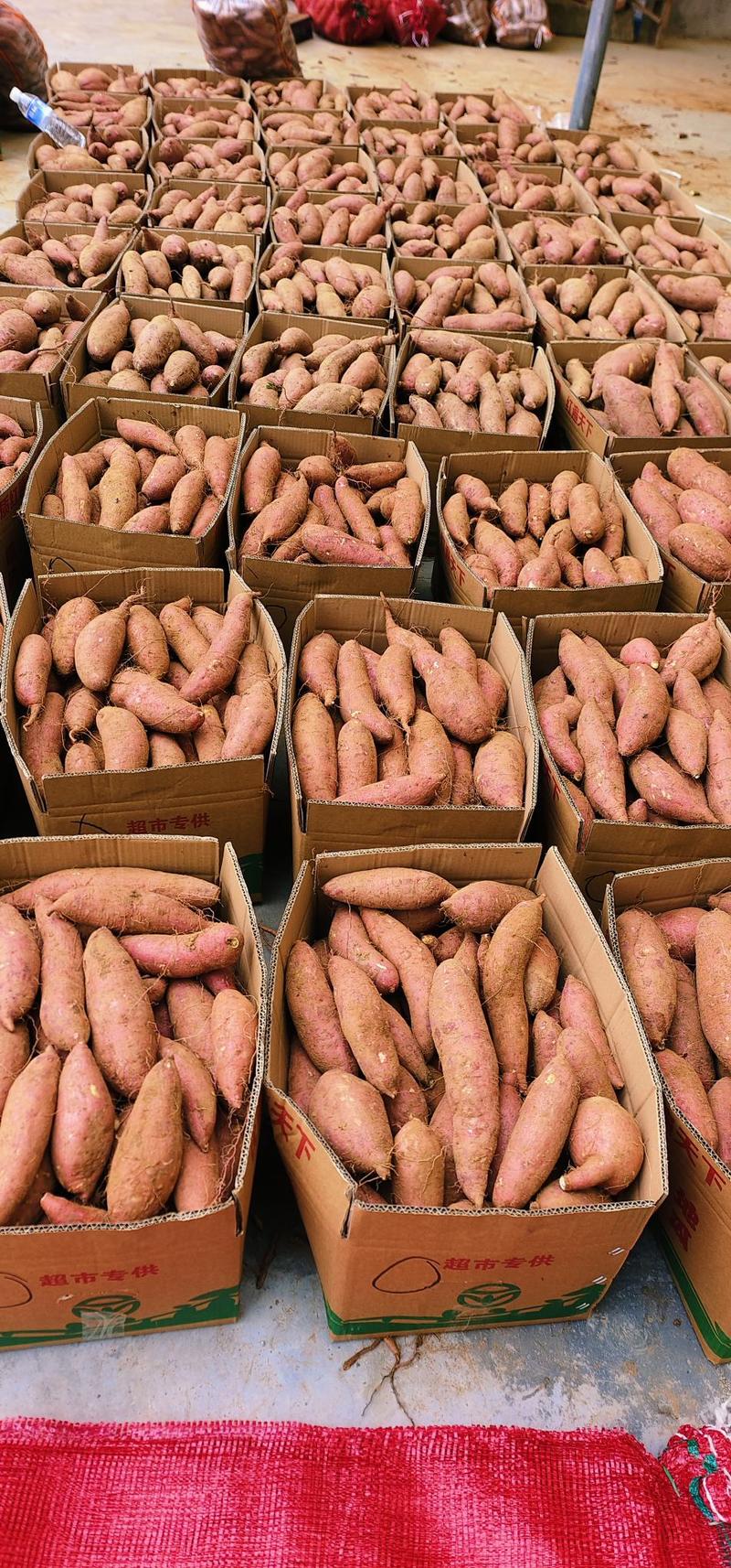 实板栗薯红薯地瓜番薯专业代发供应商超社区团购
