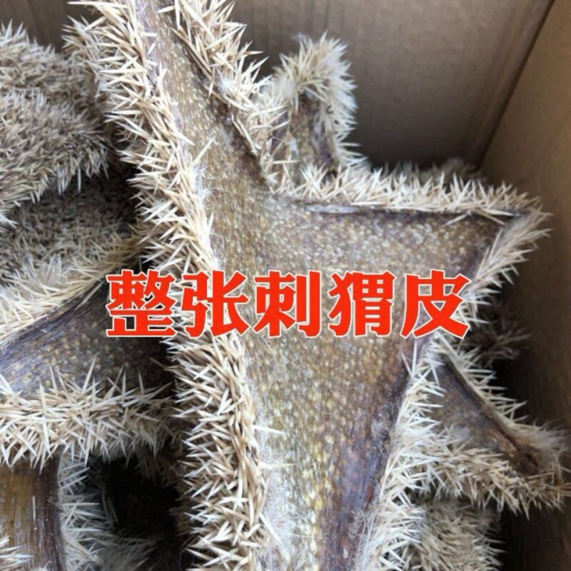 新货优质刺猬皮整张晒干生猬皮售炒刺猬皮刺猬刺