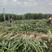 新品种，广东农科院作物脱毒黄皮甘蔗种苗，一代苗。
