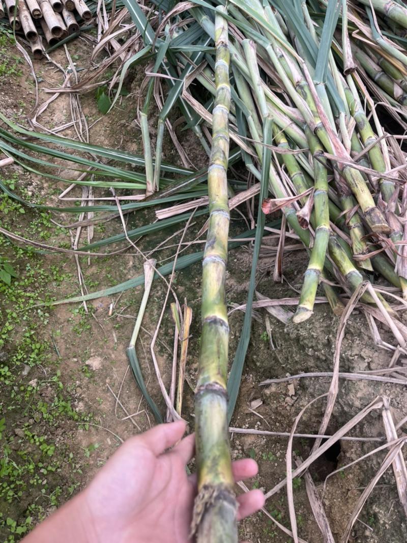 新品种，广东农科院作物脱毒黄皮甘蔗种苗，一代苗。