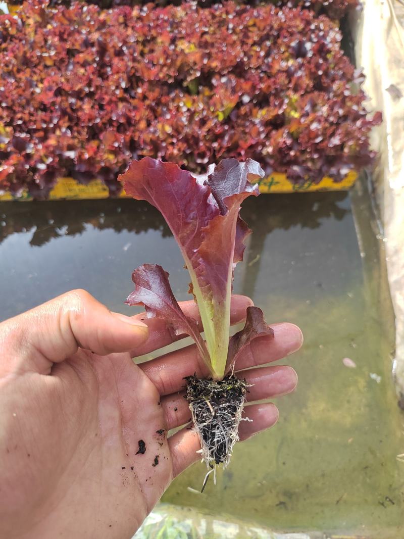 意大利红珊瑚
