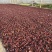 意大利红珊瑚