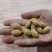 银杏果