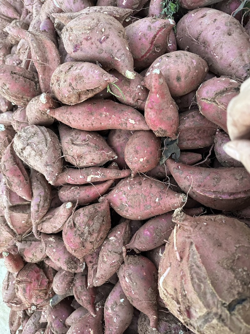 淀粉红薯商薯19白心红薯地瓜红薯粉条工厂红薯供货稳定