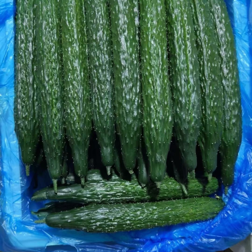 大棚黄瓜！新苗大量上市！质量保证！欢迎来采购！