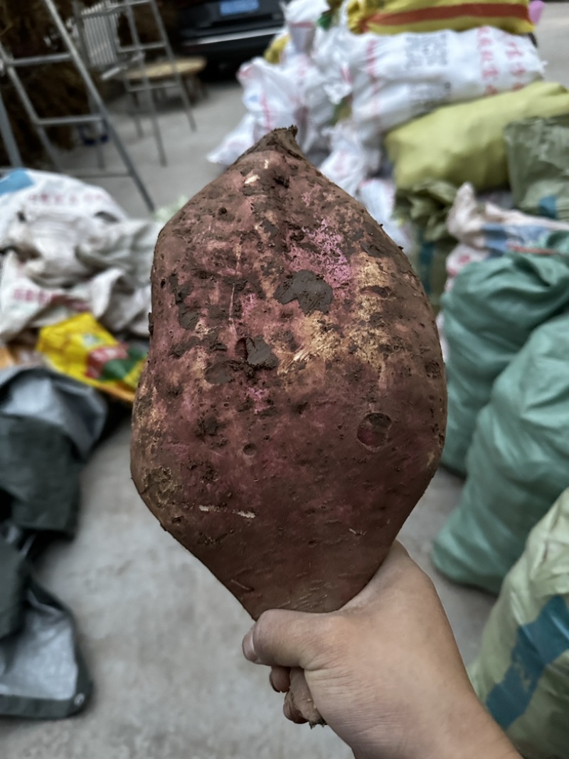 淀粉红薯商薯19白心红薯地瓜红薯粉条工厂红薯供货稳定