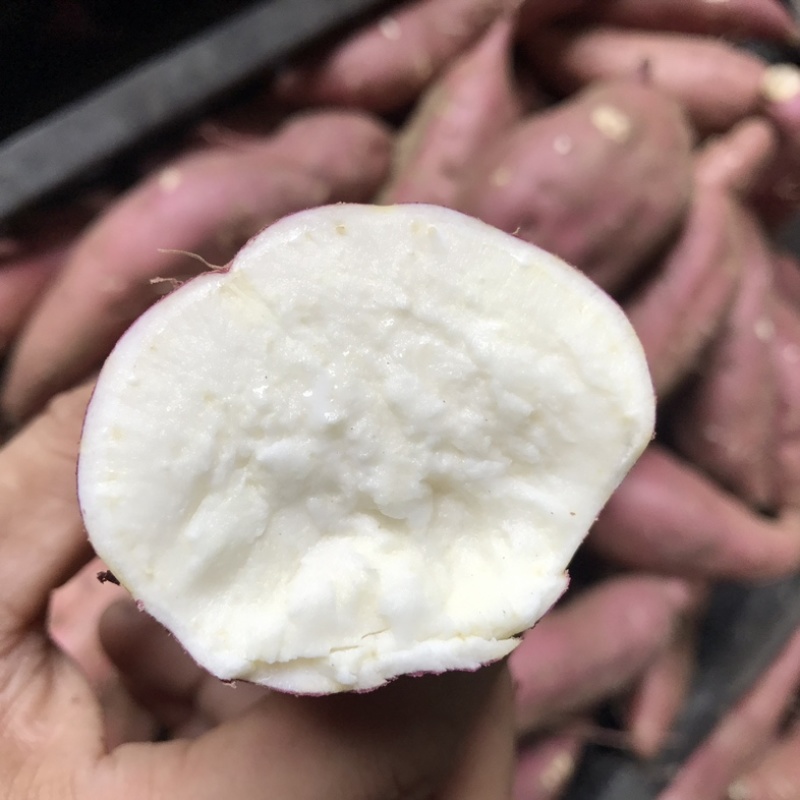 淀粉红薯商薯19白心红薯地瓜红薯粉条工厂红薯供货稳定