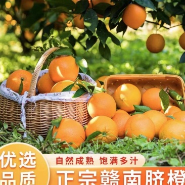 赣南脐橙果园现摘现发，果汁原料，整车、一件代发