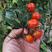 圣女果千禧小番茄红粉黄西红柿广西产地供应实力代办代发