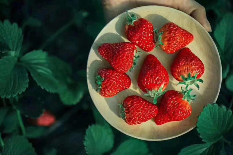 【优选】安徽红颜草莓货源稳定全国发货电商