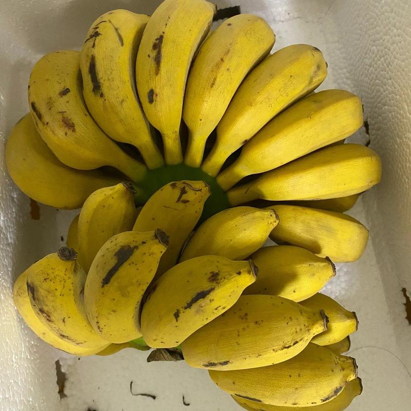 【包邮】小米蕉新鲜小米蕉批发可线上下单长期合作