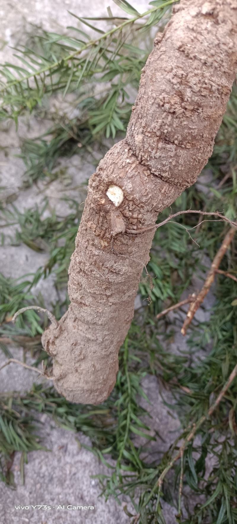 干净大小适中