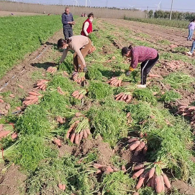 大量批发小燕顶，红萝卜，质量好，价格低，品种纯正