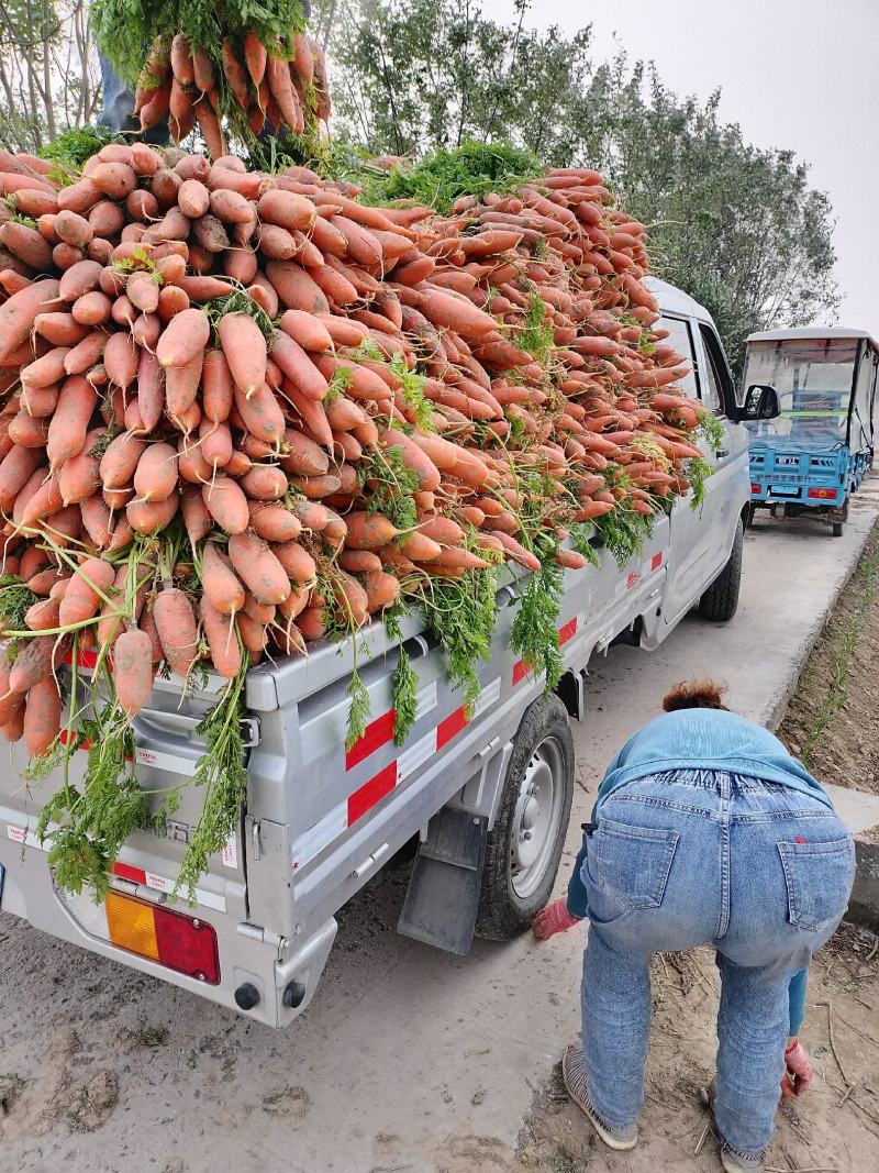 大量批发小燕顶，红萝卜，质量好，价格低，品种纯正