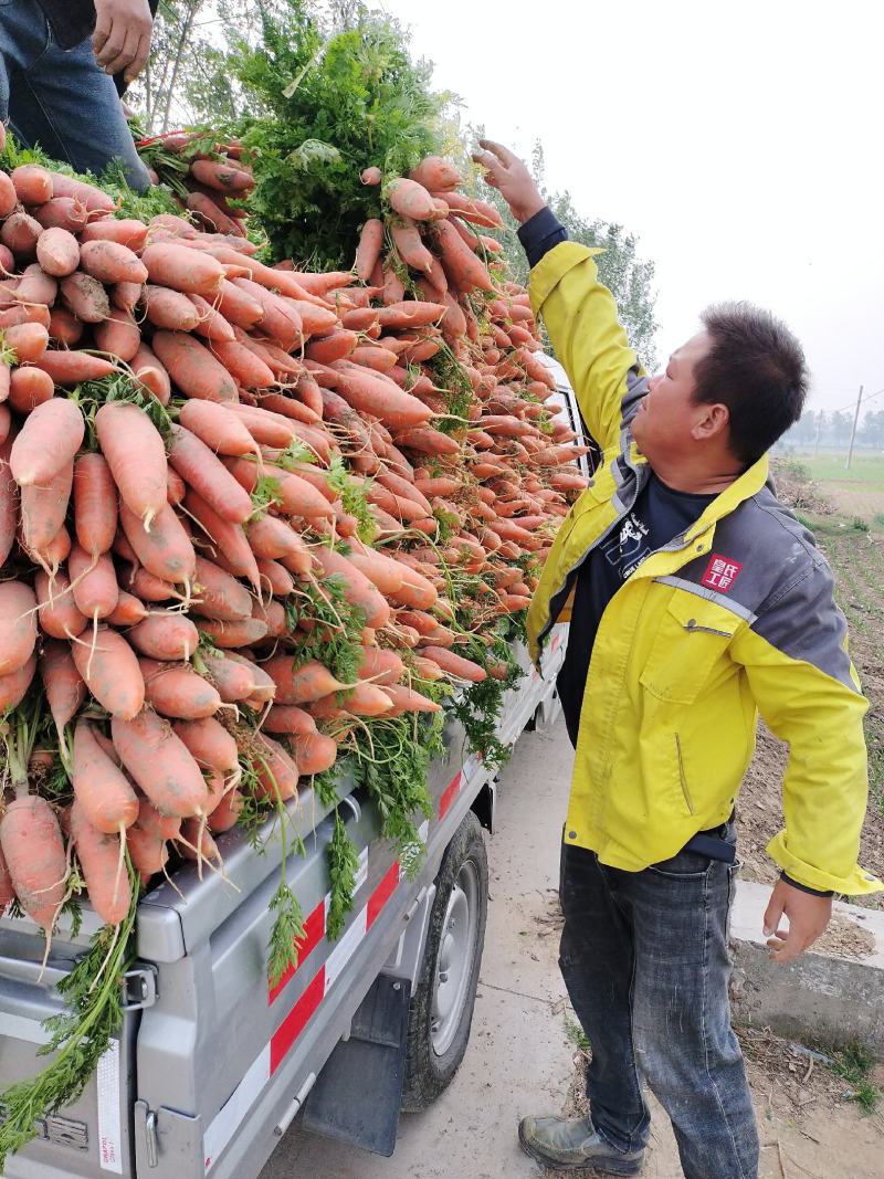 大量批发小燕顶，红萝卜，质量好，价格低，品种纯正