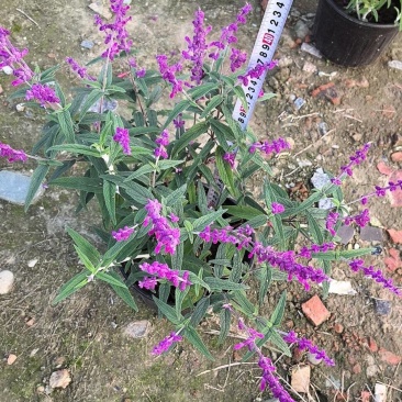 二加仑墨西哥鼠尾草