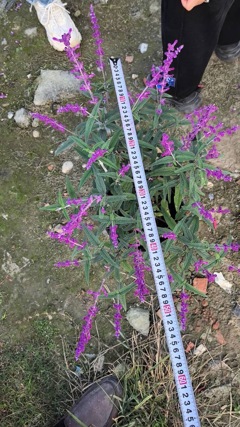 二加仑墨西哥鼠尾草