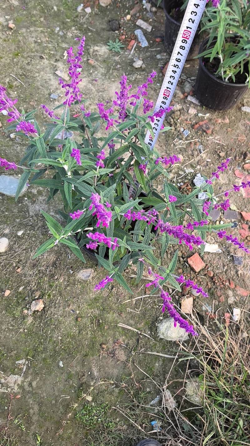 二加仑墨西哥鼠尾草