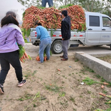 批发小燕鼎红萝卜品种纯正，价格低，现场出货新鲜度高。