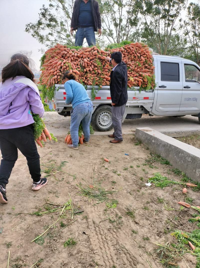 批发小燕鼎红萝卜品种纯正，价格低，现场出货新鲜度高。