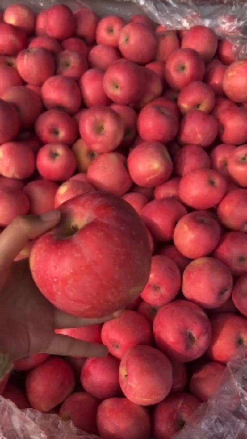 [精选]红富士苹果口感脆甜苹果产地供应对接全国客商