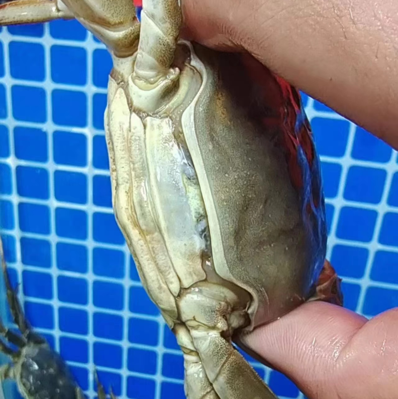 大闸蟹大公白膏满膏满肉