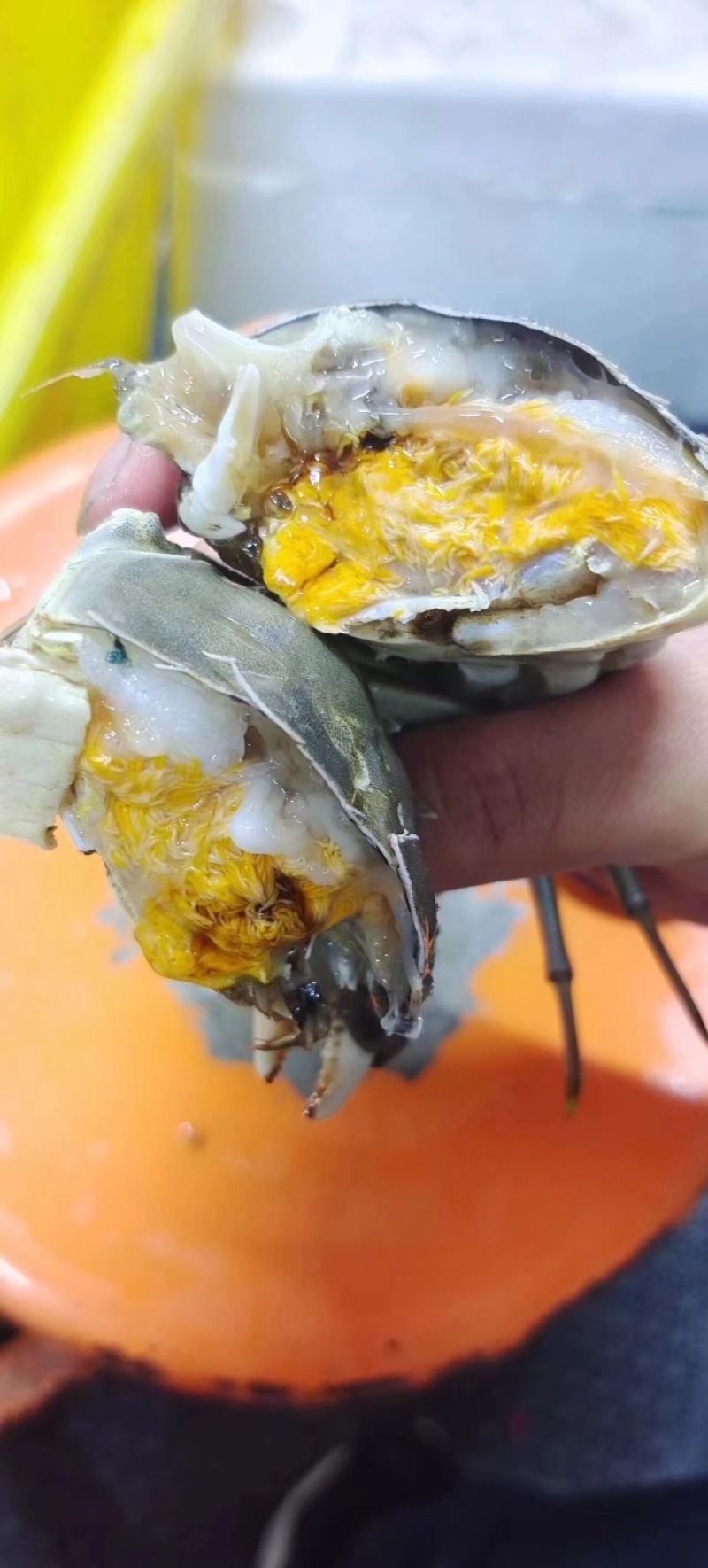 大闸蟹大公白膏满膏满肉