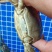 大闸蟹大公白膏满膏满肉