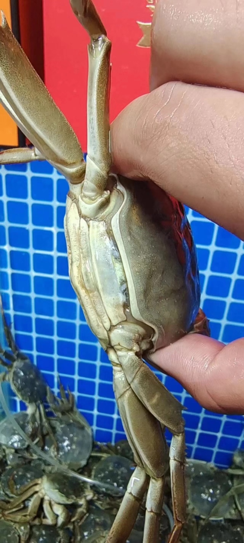 大闸蟹大公白膏满膏满肉
