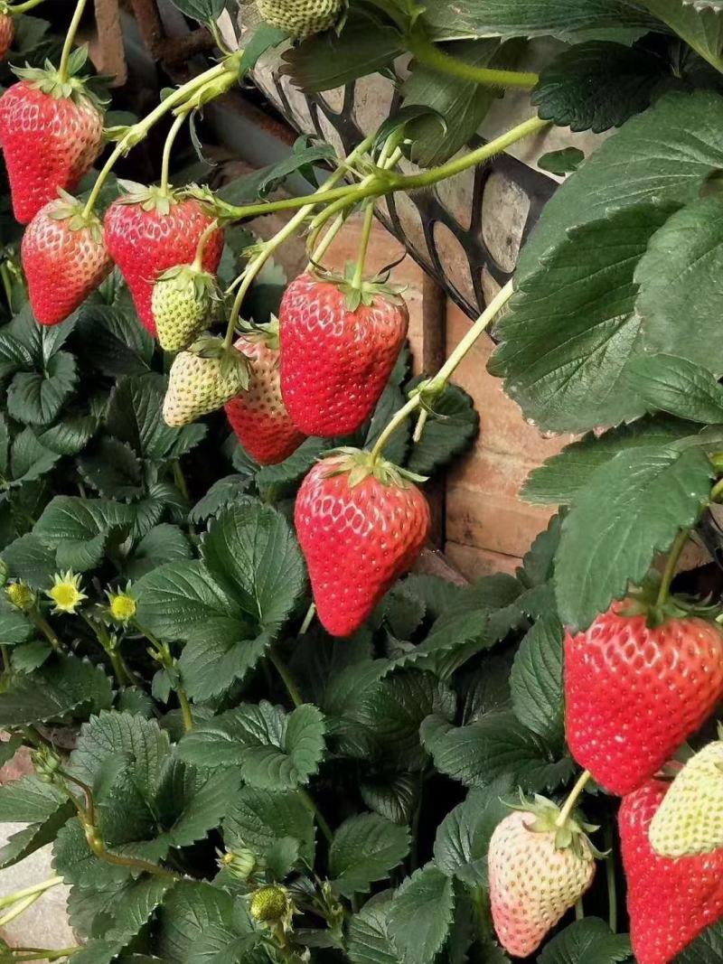 【优选商家】丹东红颜草莓🍓果型饱满香甜可口货源充足