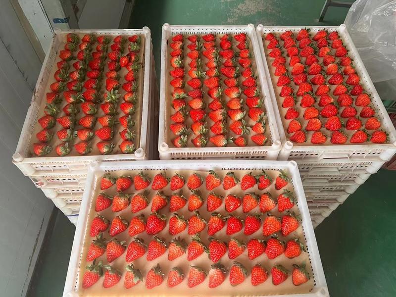 【优选商家】丹东红颜草莓🍓果型饱满香甜可口货源充足