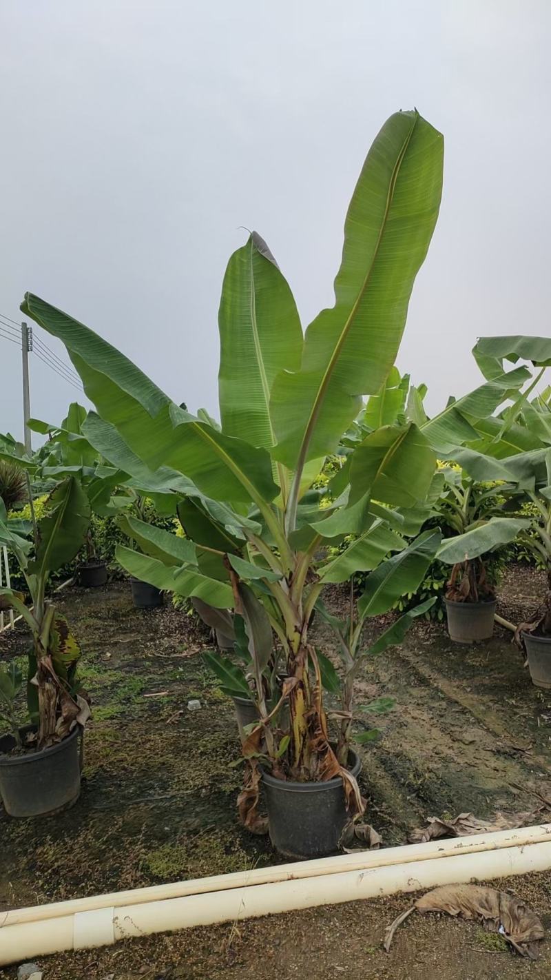 2311苗木基地批发供应香蕉树芭蕉树2-3米高