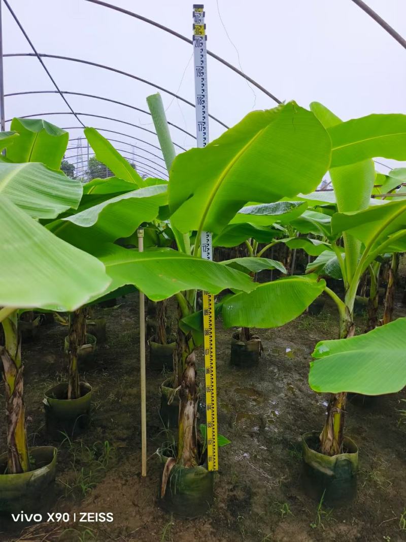 2311苗木基地批发供应香蕉树芭蕉树2-3米高