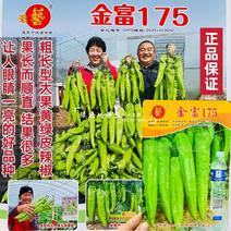 豫艺金富175辣椒种子粗长牛角椒种子黄绿皮尖椒种子特高产