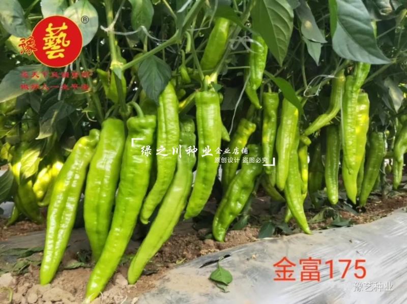 豫艺金富175辣椒种子粗长牛角椒种子黄绿皮尖椒种子特高产