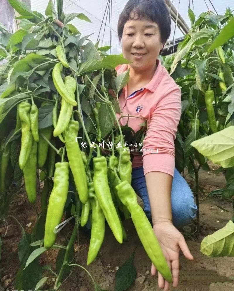 豫艺金富175辣椒种子粗长牛角椒种子黄绿皮尖椒种子特高产