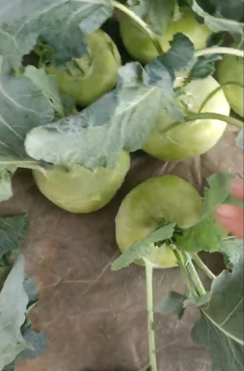 【精品】苤蓝大量供货欢迎咨询合作对接电商市场等
