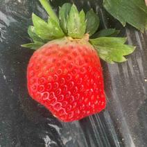 原产地奶油草莓，保质保量，保售后