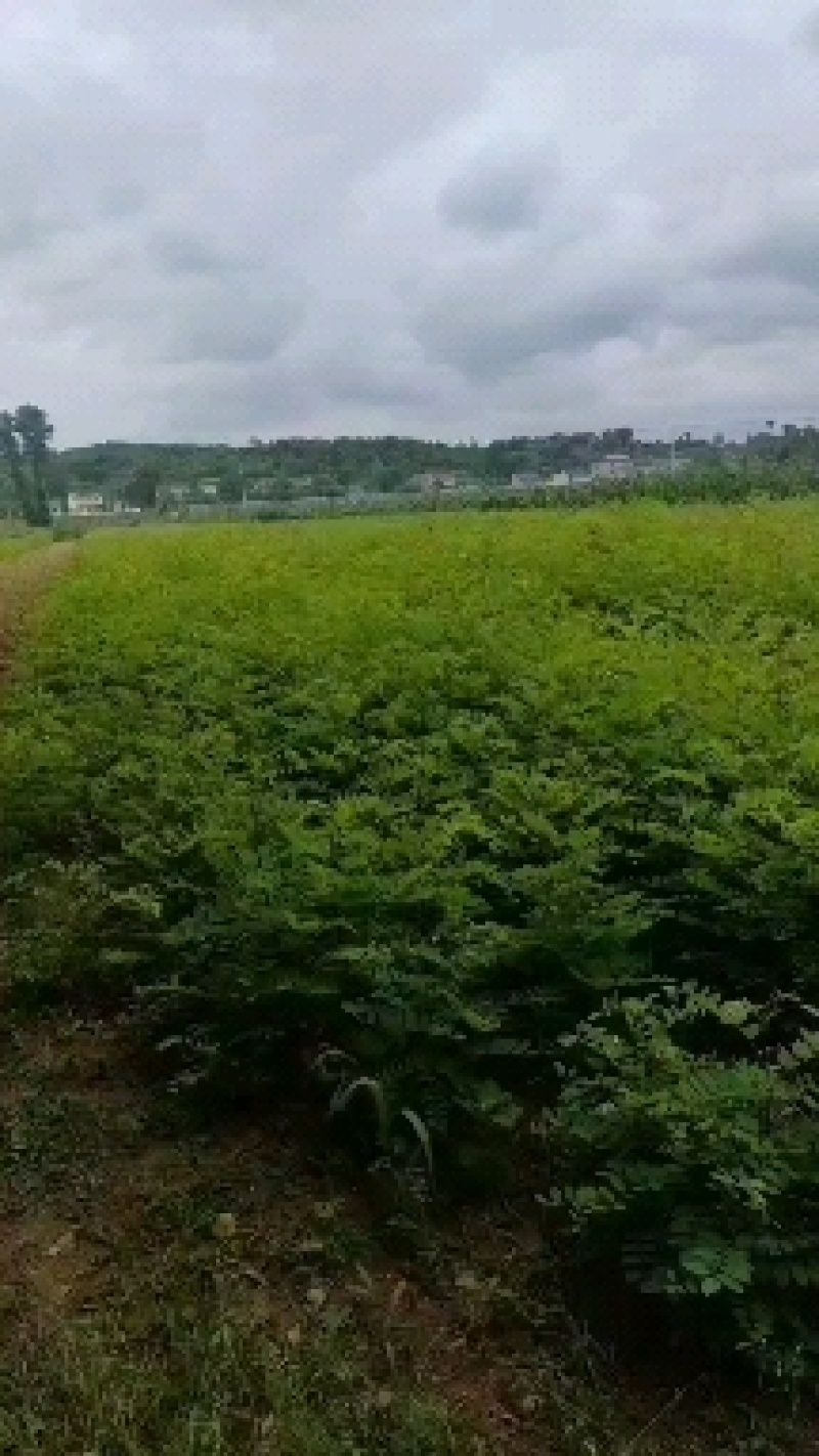 刺槐苗大小规格都有，1—3年生，数量大，有需要的联系，谢