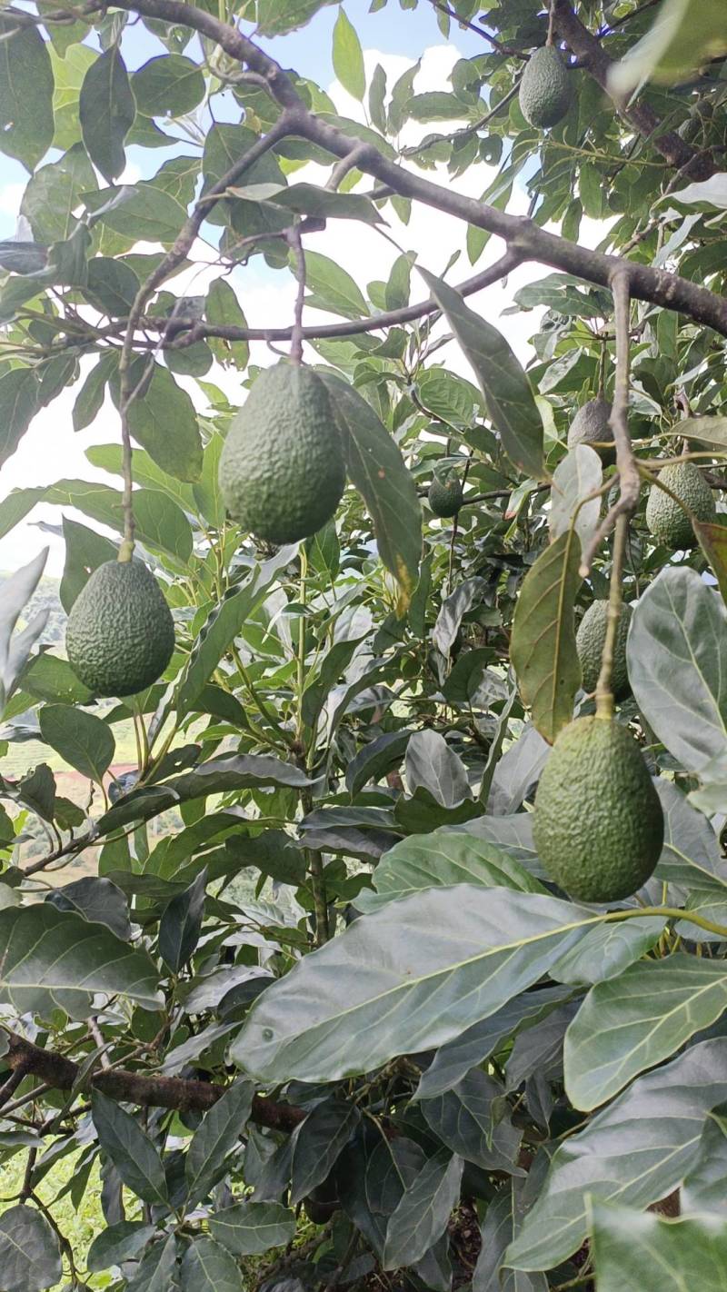 哈斯牛油果