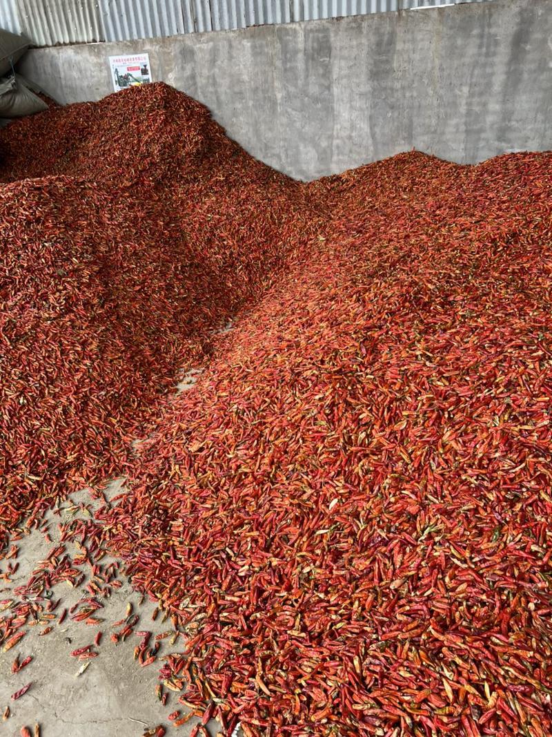 朝天椒二红辣椒，市场零售，打粉都可以。干度9.5以上