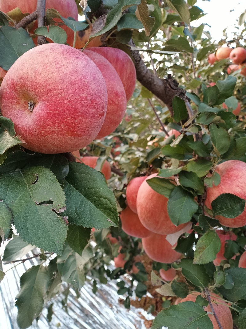 山坡的红富士苹果特别好吃特别甜