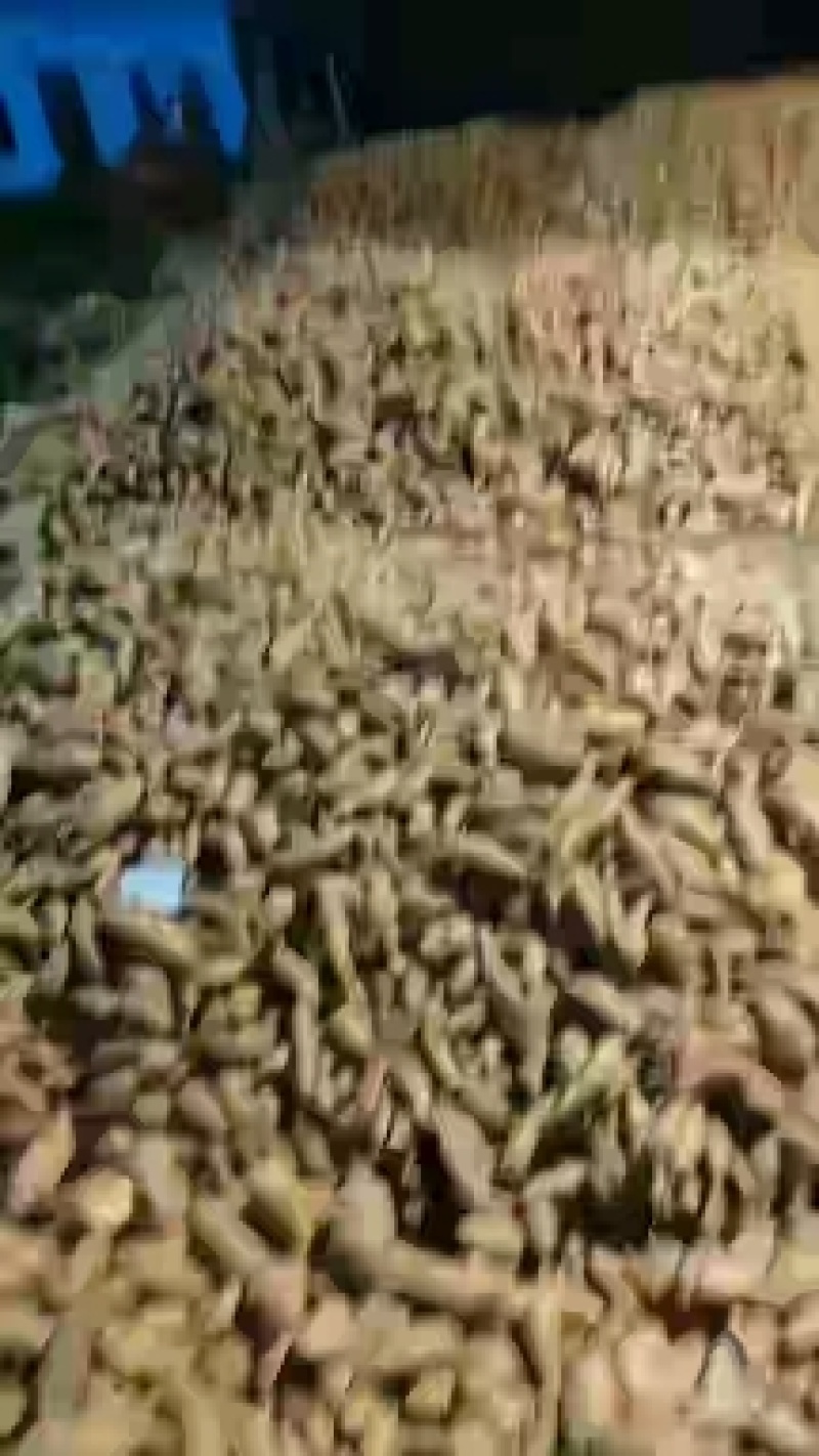 紫薯大量供应，工厂，市场，电商诚信经营互惠互利