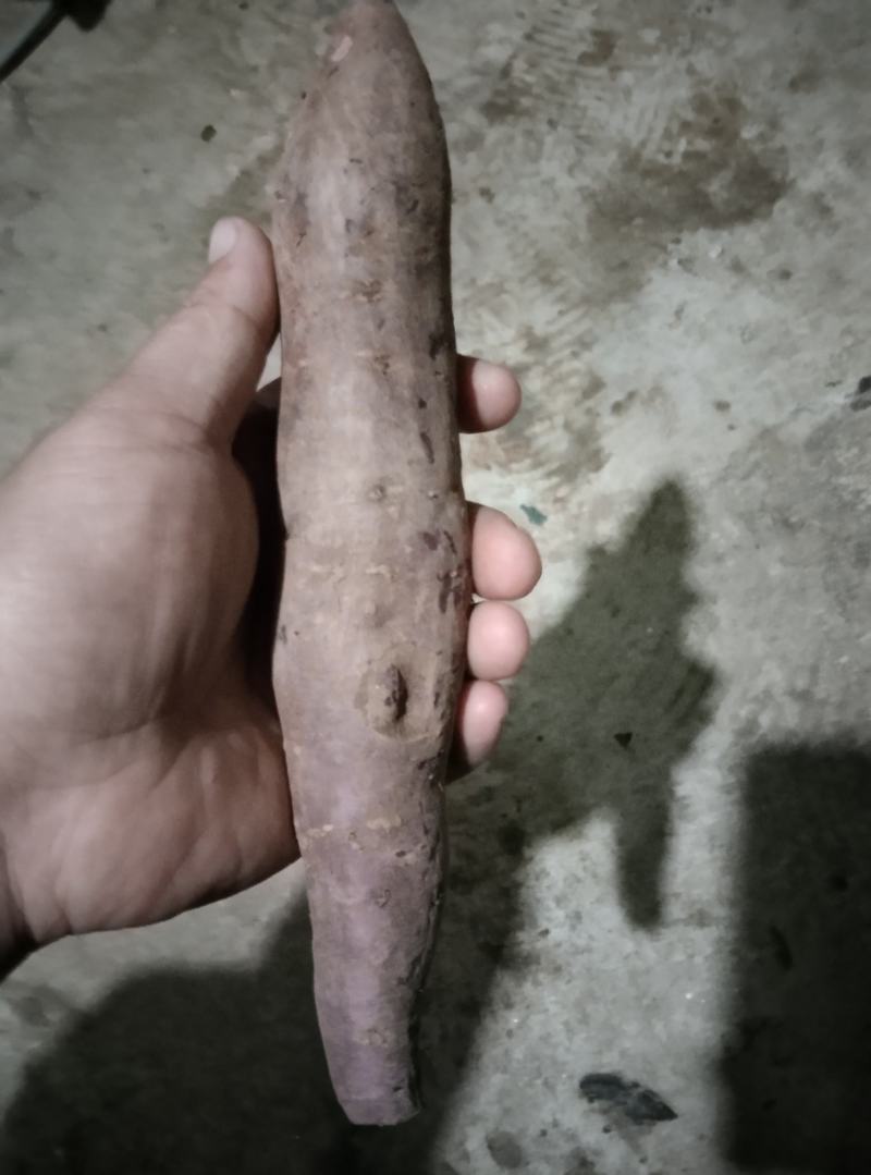 紫薯大量供应，工厂，市场，电商诚信经营互惠互利