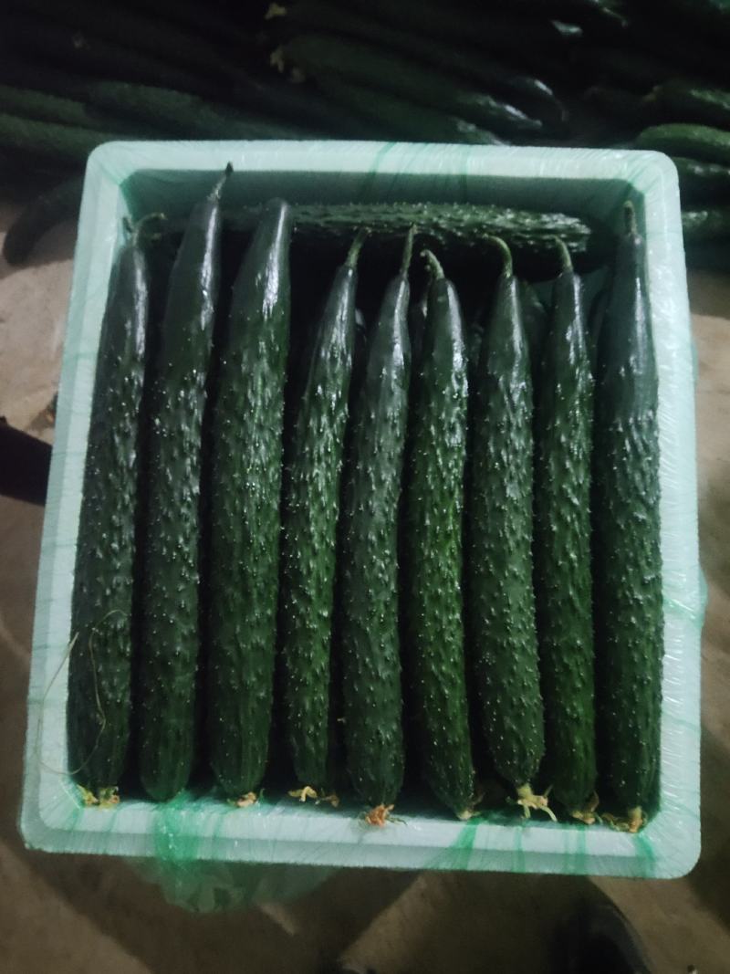 云南精品黄瓜大量上市