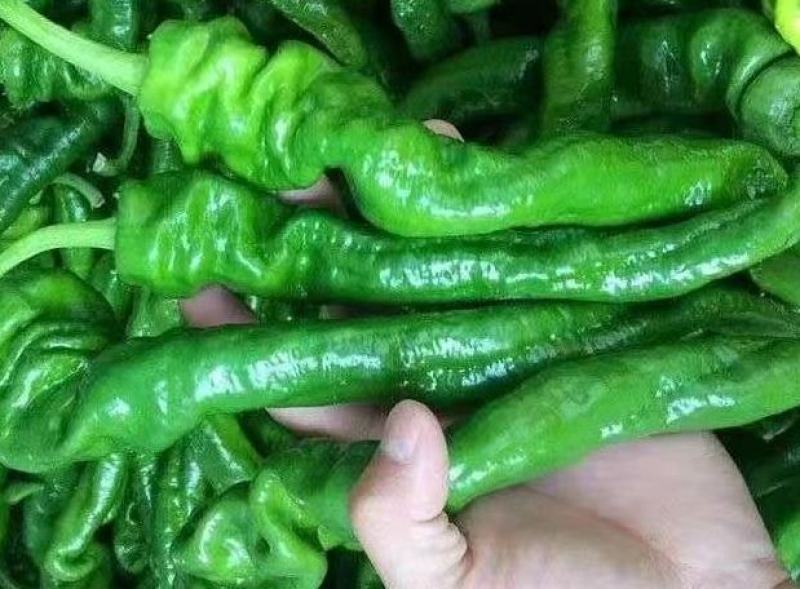 云南精品黄瓜大量上市