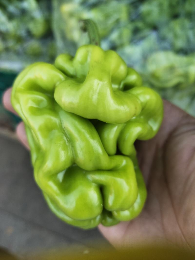云南精品黄瓜大量上市